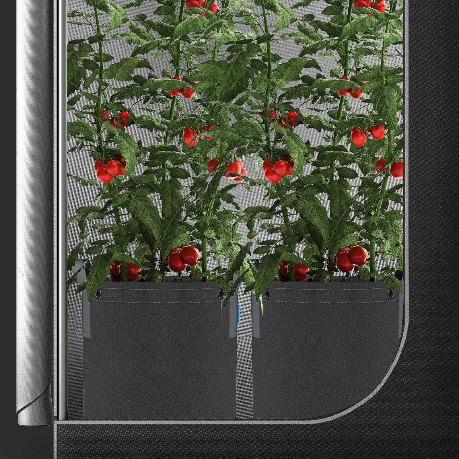 Zwei große Tomatenpflanzen in wiederverwendbaren AC Infinity Stofftöpfen innerhalb eines Growzelts