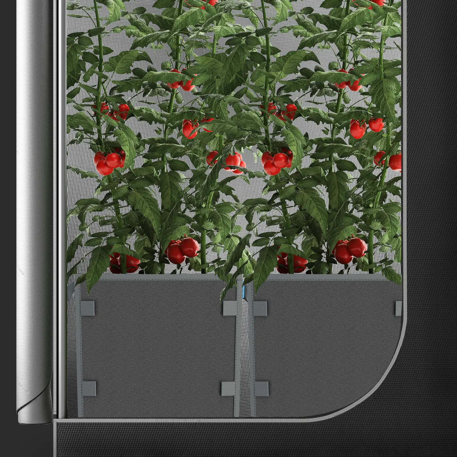 Zwei große Tomatenpflanzen in quadratischen wiederverwendbaren AC Infinity Stofftöpfen innerhalb eines Growzelts